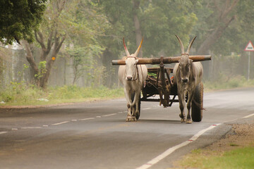bullock cart India driving alone in road © Myjourney