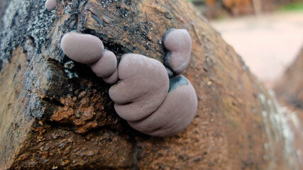 fungus fungi on wood