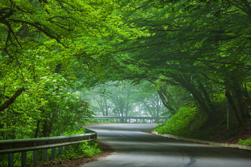Sabaduri forest in summer, a beautiful place in the north of Tbilisi