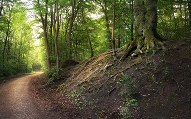 Fototapeta premium morgens im Wald