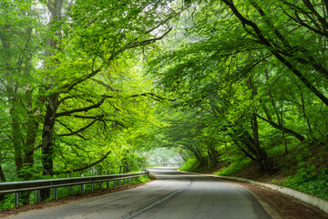 Fototapeta premium Sabaduri forest in summer, a beautiful place in the north of Tbilisi