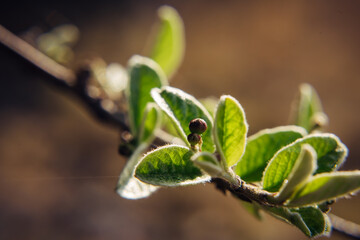 Close-up of a tree branch with young green leaves, blurred background. Spring foliage, macro photography.