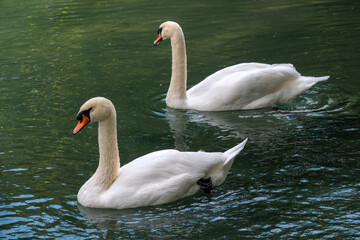 Fototapeta premium Two graceful white swans swim in the dark water.