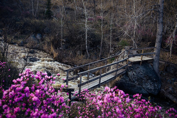 Wooden pedestrian bridge over stormy mountain stream. Spring morning in the mountains. Gray stones, flowering rhododendron bushes with pink flowers in the foreground. Meltwater in the river.