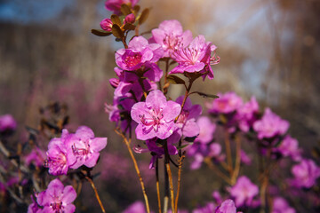 Almond blossom, cherry blossom, close-up, blurred background. Spring pink flowers in the sunlight. Abstract floral image.