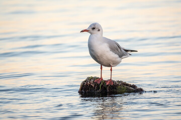 Seagull sits on stone cliff at the sea shore