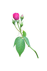 a red rose with green leaves, isolated on white background with clipping path included