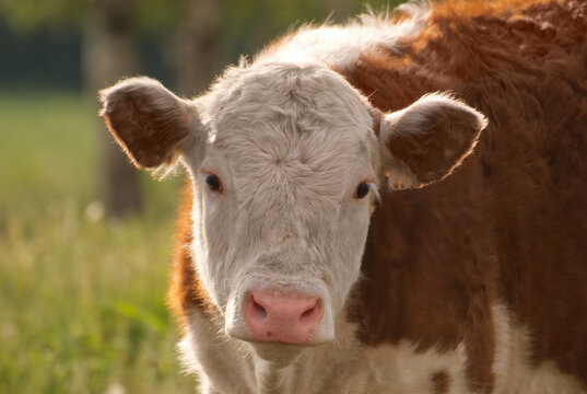 Cute cow looking curiously directly towards the camera with strong summer backlight 