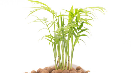 The tiny bamboo palm tree, isolated on the white background