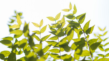 Green leaves of water jasmine, Moke, under the open blue sky