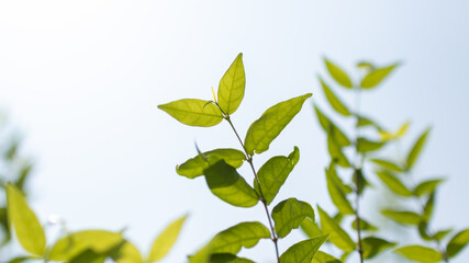 Obraz premium Green leaves of water jasmine, Moke, under the open blue sky