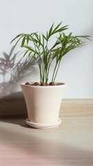 The tiny bamboo palm tree in the ceramic pot shows full of  pot and  its shadow shading on the white wall