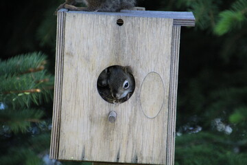 Baby Squirrels In The Birdhouse, Edmonton, Alberta