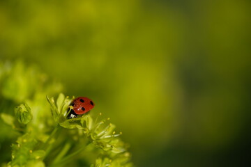 A ladybug sits on a bud. Sunny day.