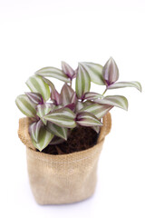 Tradescantia Nanouk plant in the handmade pot isolated on white  background