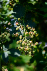 Unripe blackberry fruits outdoors on a plant.