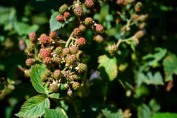 Unripe blackberry fruits outdoors on a plant.