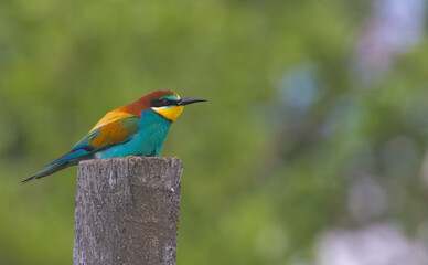 An adorable bird, the European bee-eater sits atop a wooden pillar. Wildlife shot. European bee-eater in its natural habitat. Close-up.