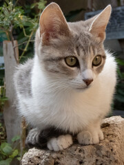 Obraz premium Cute cat portrait on the rock, fence behind