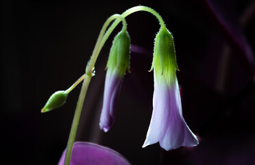 sour cherry flower, кислица лесная