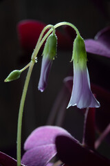 sour cherry flower, кислица лесная