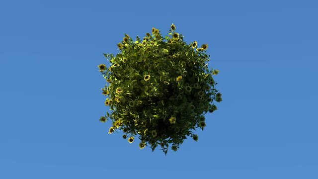 The small planet is covered with sunflowers. They are illuminated by the sun, which sweeps quickly in the background.