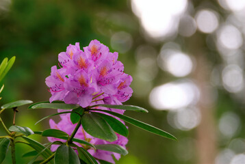 Obraz premium Rhodendron flower blooming in Hämeenlinna Aulanko park