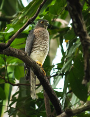 Shikra bird resting, majestic beast watchful of the surroundings,