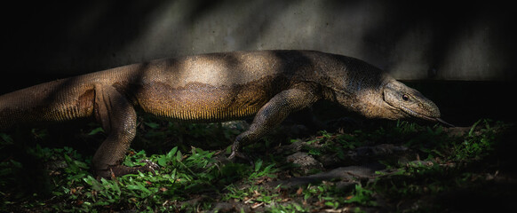 Large land monitor moving in the shades.