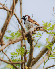 Beautiful house sparrow bird perched on a tree branch sitting from a low angle point of view.