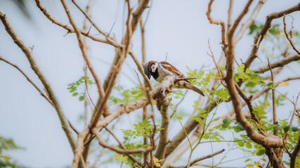 House sparrow bird perched on a tree branch sitting relaxed and cleaning its feathers,