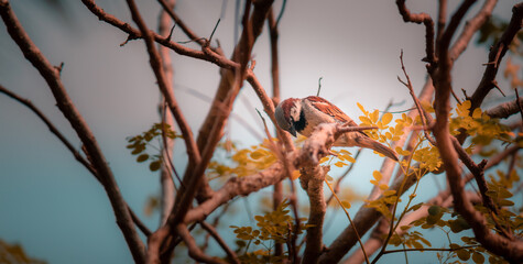 House sparrow bird perched on a tree branch sitting relaxed and cleaning its feathers,