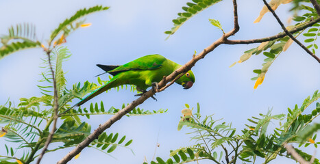 Rose-ringed green parakeet eating seeds and leaves view from a low angle.