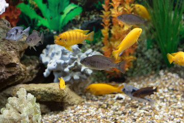 Group of Maylandia lombardoi, african fishes cichlids swimming in aquarium