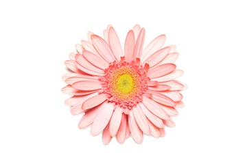 Pink gerbera flower on white isolated background. Element for design