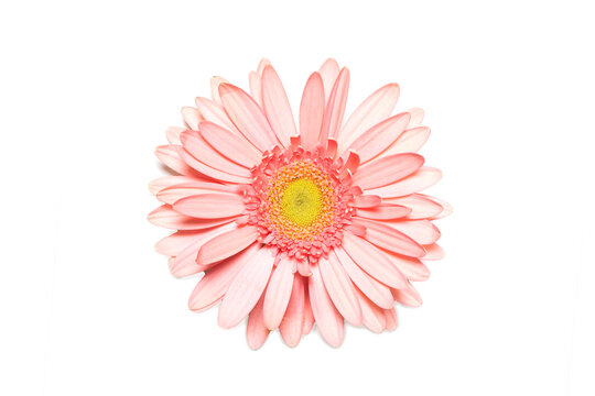 Pink gerbera flower on white isolated background. Element for design