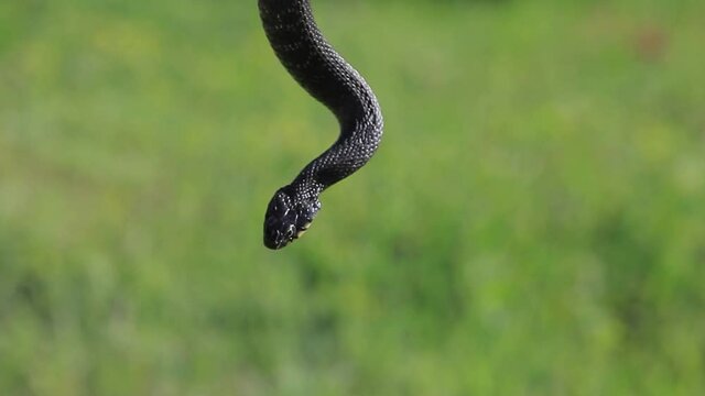 footage of snake grass background