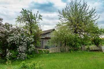 Fototapeta na wymiar Old abandoned wooden house in a village among greenery and lilac
