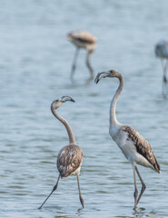 Greater flamigos spotted at Chennai, Tamilnadu, India