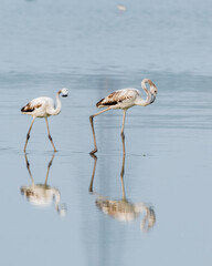 Greater flamigos spotted at Chennai, Tamilnadu, India