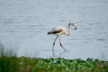 Greater flamigos spotted at Chennai, Tamilnadu, India