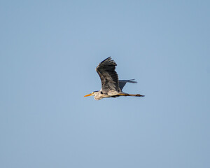 Grey Heron in flight near Chennai