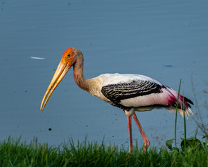 Painted Stork hunting in a marsh land near Chennai