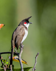 Red-whiskered Bulbul perched on a tree