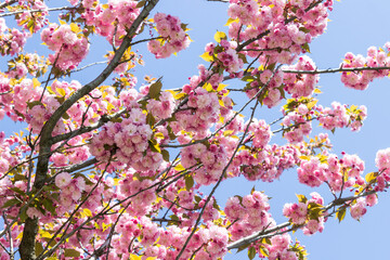 Obraz premium Blooming pink sakura. Blue sky.