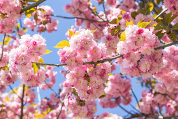 Branch of pink  sakura on blue