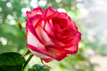A flowering rose in the morning garden. A flower against the background of breaking rays of light. Rose pink.