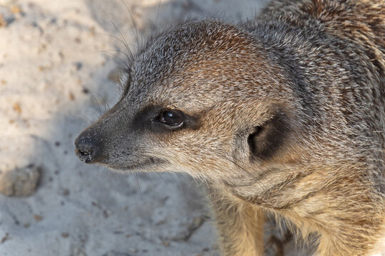 portrait d'un suricate dans un parc