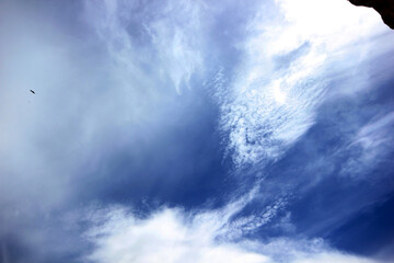 Bird flying in the blue sky
