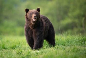 Wild brown bear ( Ursus arctos ) © Piotr Krzeslak